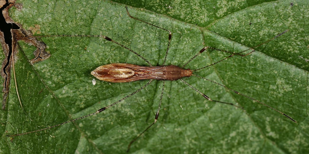 Berytidae: Metatropis rufescens ? S !